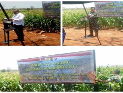 Dukung Gerakan Nasional Ketahanan Pangan, NTT Panen Raya Jagung