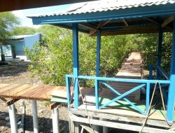 Renovasi Jembatan Ekowisata Mangrove Mencapai 40%