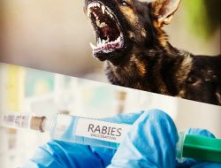 Anjing Rabies di Naikoten ll Sudah Divaksinasi