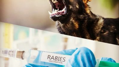 Anjing Rabies di Naikoten ll Sudah Divaksinasi
