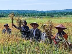 Panen Raya Padi di Desa Edalode Kecamatan Pantai