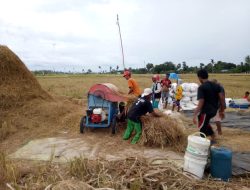 Kendala Pupuk dan Cuaca Ekstrim Mempengaruhi Hasil Panen Padi di Tarus
