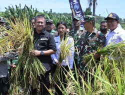Bupati dan Wabup Kupang Panen Raya Perdana Padi dI Sulamu