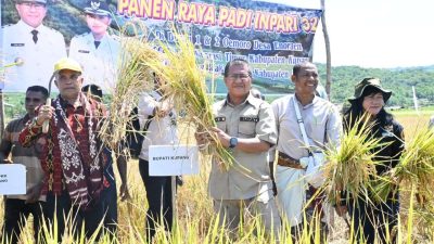 Siap Wujudkan Swasembada Pangan, Bupati Kupang Panen Padi di Desa Enoraen Amarasi Timur