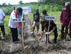 Bupati Kupang dan Wakil Ketua Komisi IV DPR RI Tanam Jagung di Silu