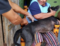 Rabies Menyerang, Warga Maulafa Mencegah