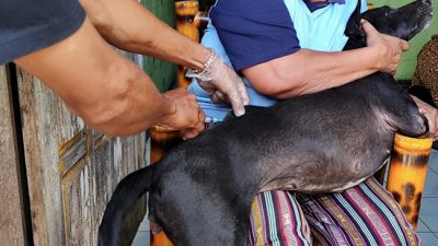 Rabies Menyerang, Warga Maulafa Mencegah