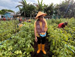 Lakukan Panen Raya Tomat di SMANSA Amarasi, Gubernur Melki : Harus Konsisten !