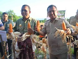 Gubernur NTT dan Bupati Kupang Hadiri Panen Jagung, Perkuat Komitmen Swasembada Pangan