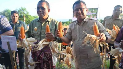 Gubernur NTT dan Bupati Kupang Hadiri Panen Jagung, Perkuat Komitmen Swasembada Pangan