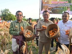 Gubernur NTT Hadiri Panen Raya Jagung di Amarasi Selatan, Dorong Petani Tingkatkan Nilai Tambah