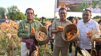 Gubernur NTT Hadiri Panen Raya Jagung di Amarasi Selatan, Dorong Petani Tingkatkan Nilai Tambah