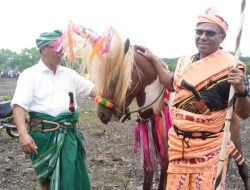 Saksikan Atraksi Pasola Gaura di Sumba Barat, Wagub Johni Asadoma: Tradisi Ini Harus Terus Dijaga