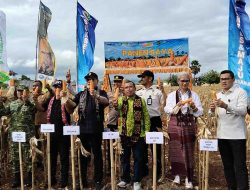 Panen Raya Jagung di Lapas Kupang Hasilkan 10 Ton, Siap Jadi Model Ketahanan Pangan NTT