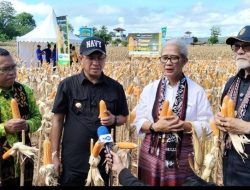 Yosef Lede Sebut Panen Jagung Lapas Bisa Jadi Pilot Project di NTT